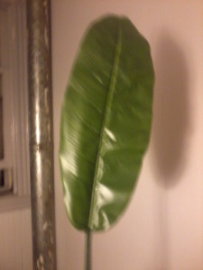 This is a picture of one of the leaf fronds.