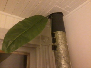 This is a picture of the pipe with the first attached leaf.