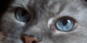 This is a picture of Prinnie's blue eyes.