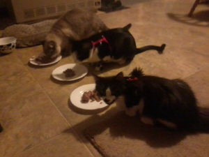 Chow time for 3 cats