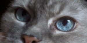 Prinnie's blue eyes