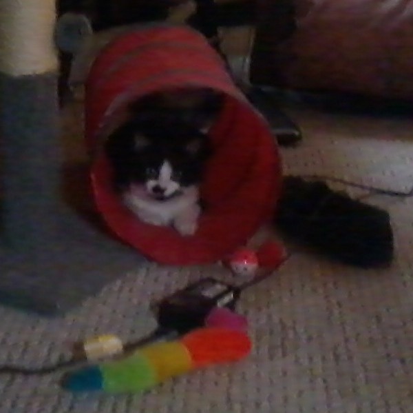 Midge in her tunnel enjoying the unplugged life with me