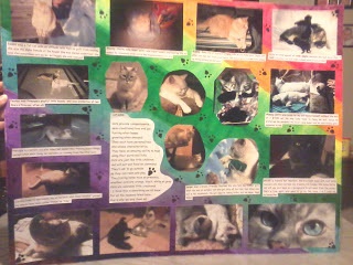 The final product of my completed cat collage